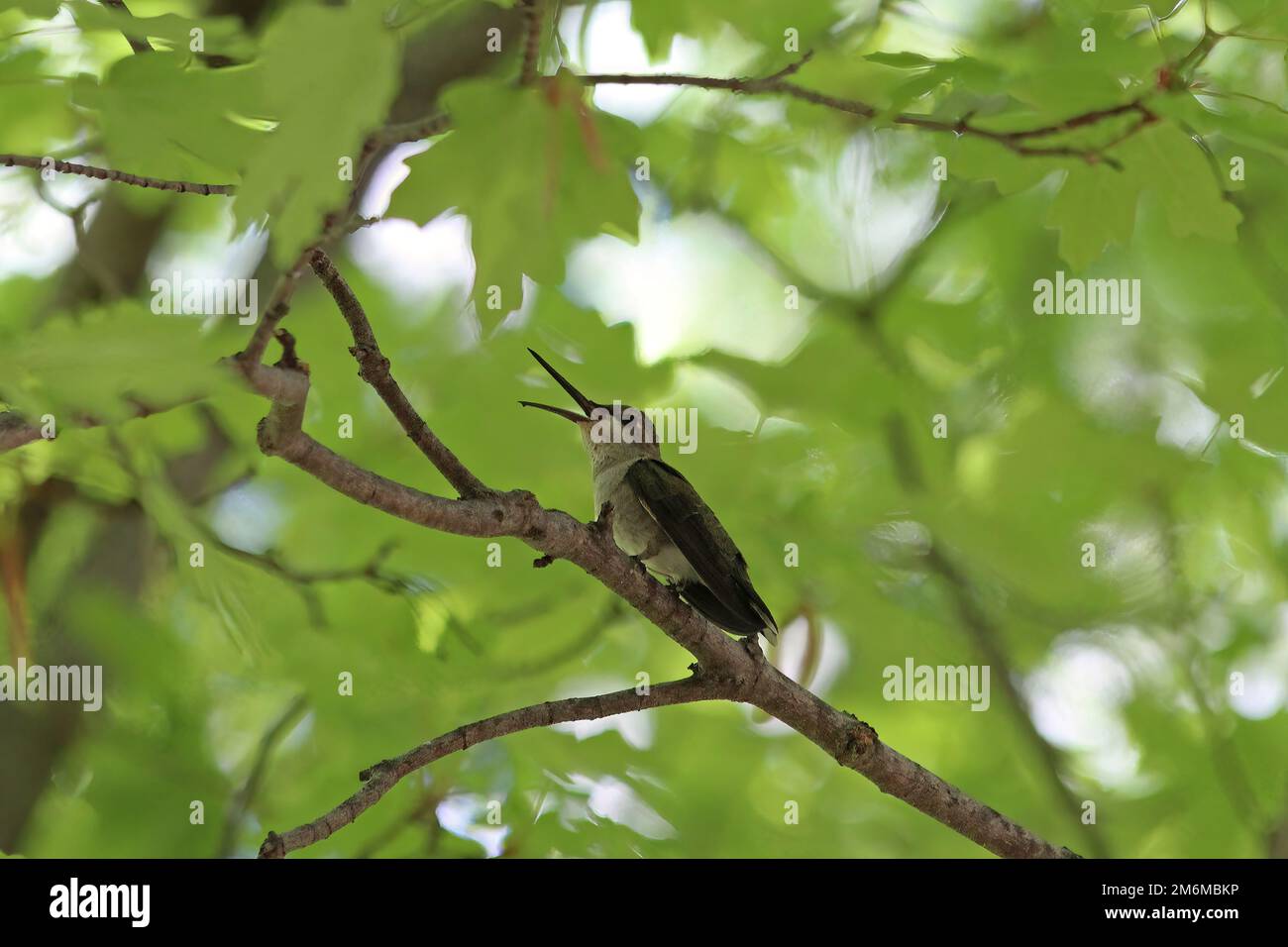 Female Costa`s Hummingbird (Calypte costae) Singing Stock Photo